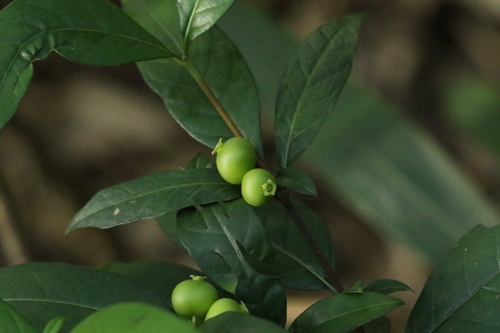White-fruited Randia (Alleizettella leucocarpa)