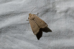 Dichagyris variabilis