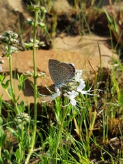 Lepidochrysops patricia