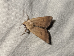 Dichagyris variabilis