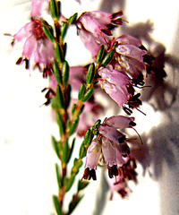 Erica rosacea