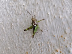 Pirithoicus ophthalmicus