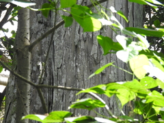 Brosimum alicastrum