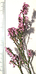 Erica rosacea