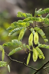 Dalbergia millettii, photograph author not stated, no rights reserved
