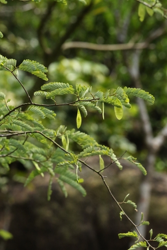 Dalbergia millettii, photograph 3