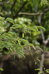 Dalbergia millettii, photograph author not stated, no rights reserved
