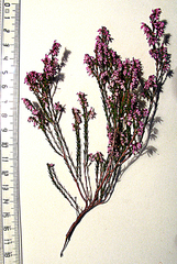 Erica rosacea