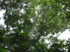 Brosimum alicastrum