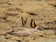 Heraclides androgeus reyesorum