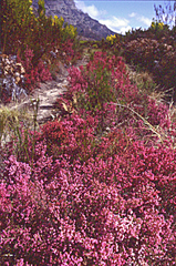 Erica rosacea