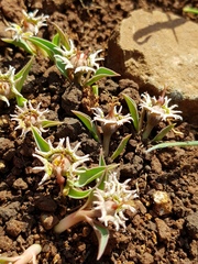Euphorbia pseudotuberosa