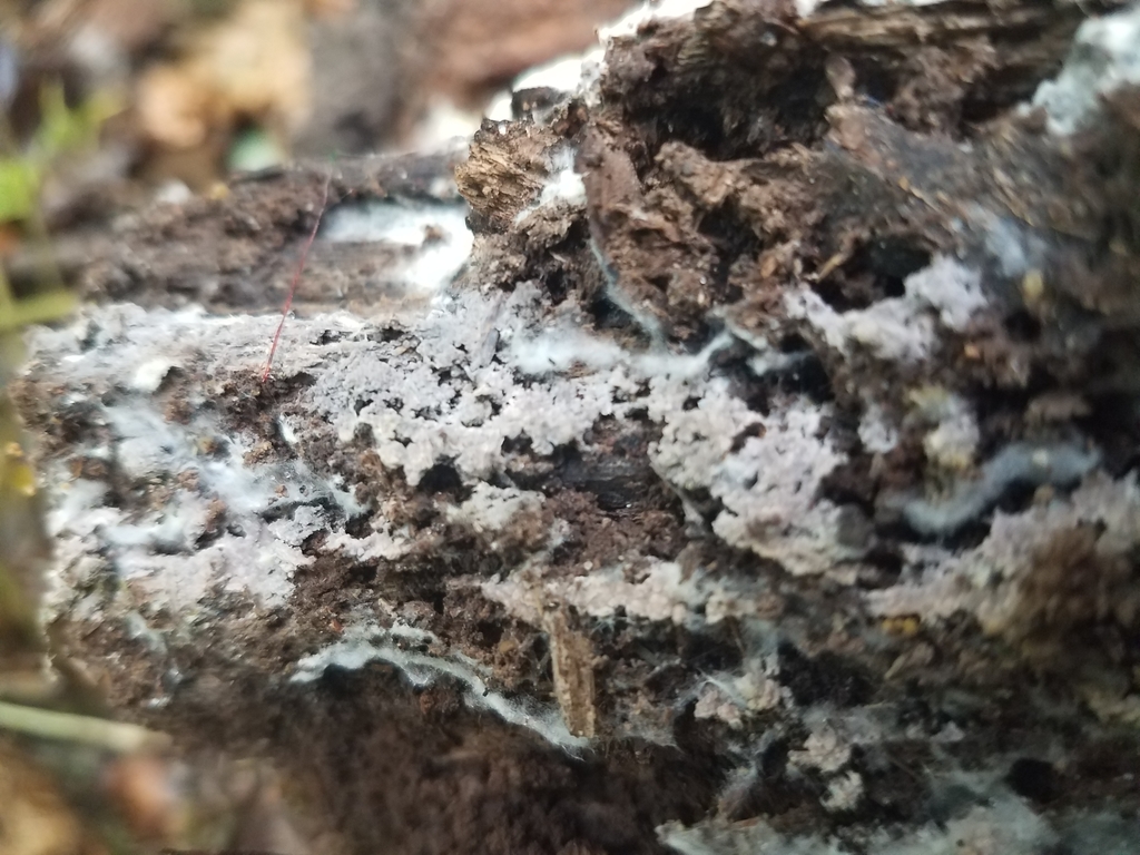 Basidiodendron