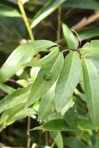 Capparis acutifolia (Capparis acutifolia)