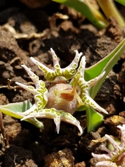 Euphorbia pseudotuberosa