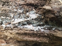 Basidiodendron deminutum