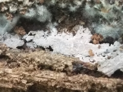 Basidiodendron deminutum