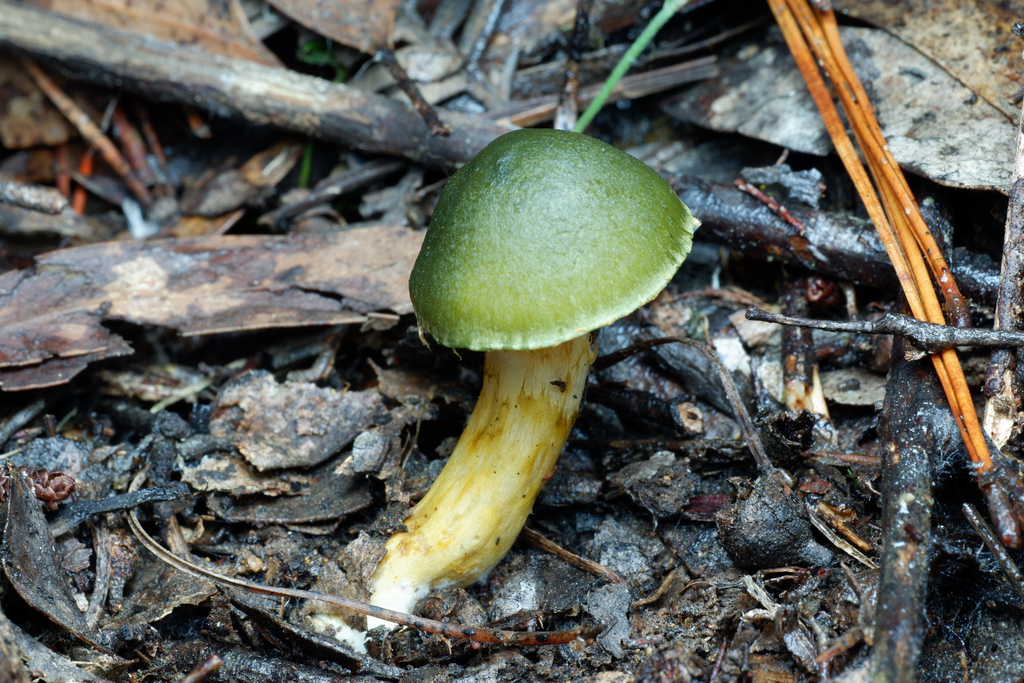Cortinarius austrovenetus · July 2025 · photo: © celadonfern (iNaturalist, cc-by)