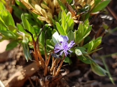 Polygala gerrardii