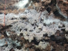 Basidiodendron deminutum