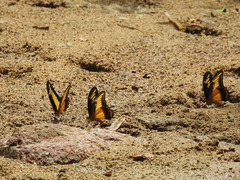 Heraclides androgeus reyesorum