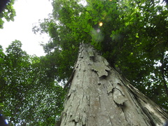 Brosimum alicastrum