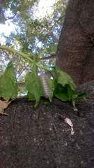 Lepidoptera
