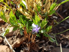 Polygala gerrardii