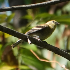 Spinus tristis