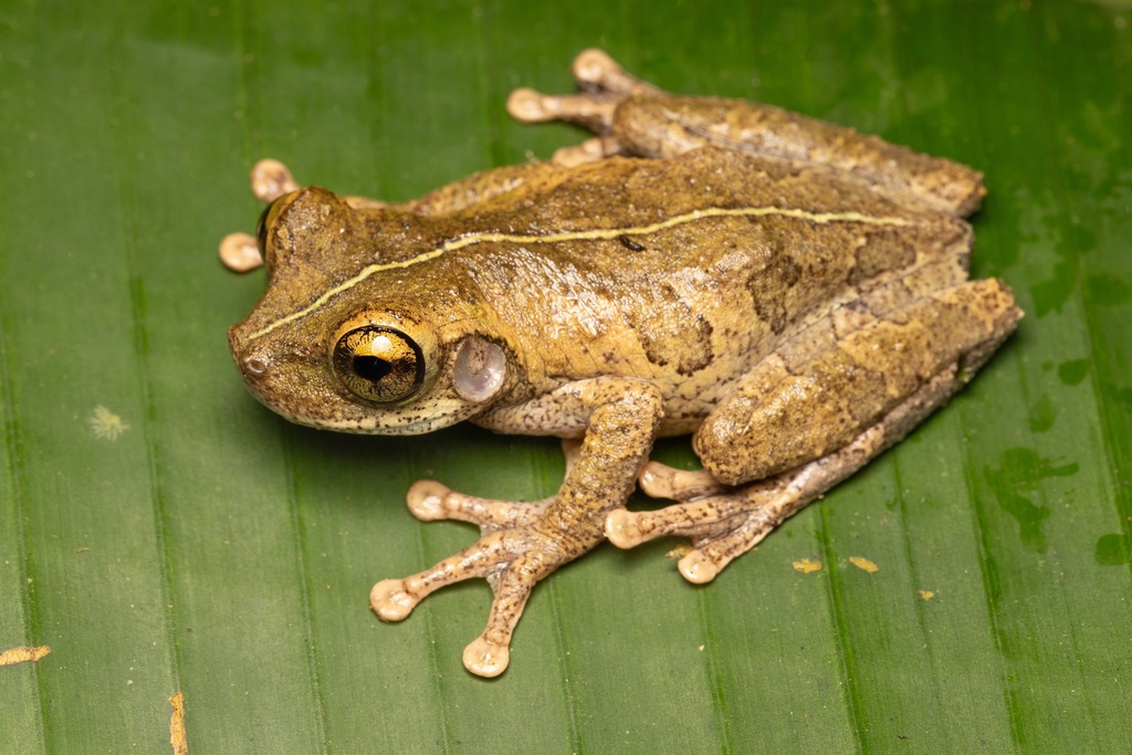 Broad-headed Tree Frogs
