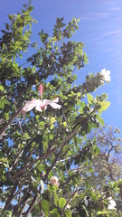 Hibiscus rosa-sinensis