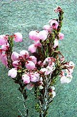Erica umbelliflora