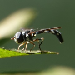 Pelecinobaccha costata