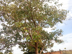 Gmelina arborea
