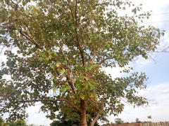 Gmelina arborea