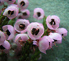 Erica umbelliflora