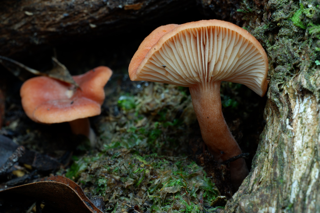 Lactarius eucalypti · July 2025 · photo: © celadonfern (iNaturalist, cc-by)