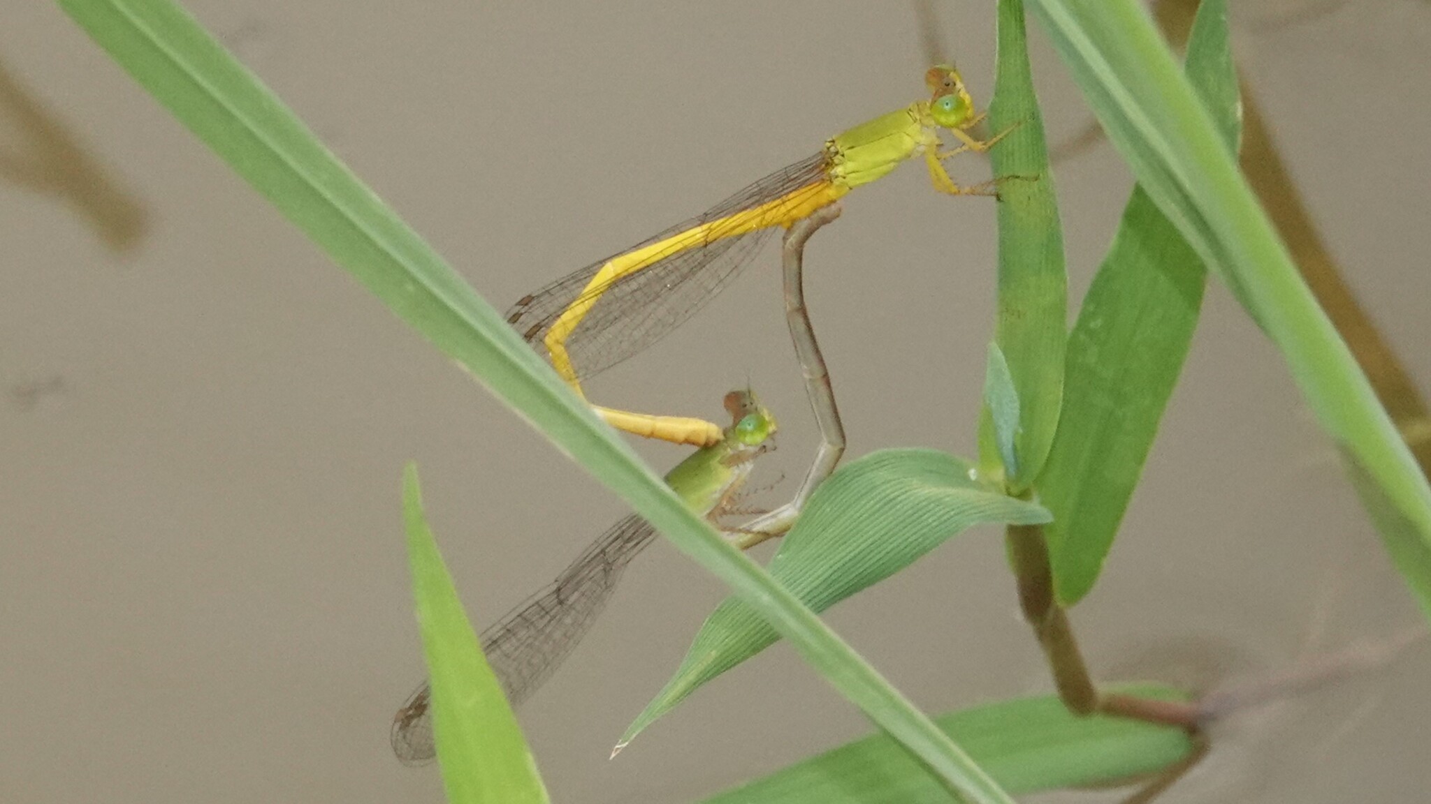 Coromandel Marsh Dart