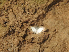 Antigonus emorsa