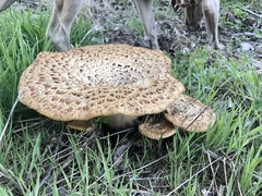 Cerioporus squamosus