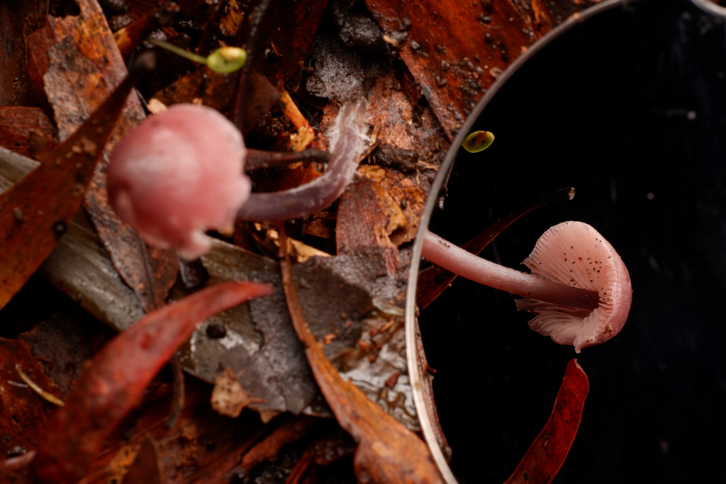 Mycena vinacea
