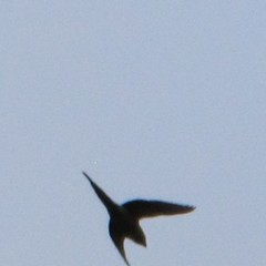 Psittacula krameri