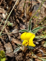 Leobordea divaricata