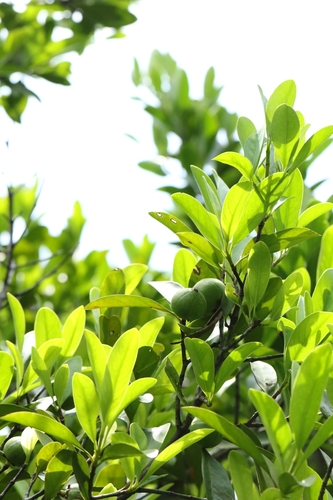 Garcinia oblongifolia, photograph 2