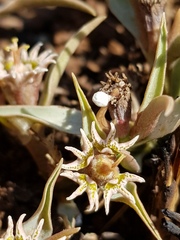 Euphorbia pseudotuberosa