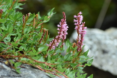 Bistorta vacciniifolia