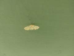 Eoophyla peribocalis