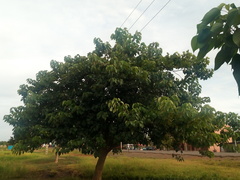 Gmelina arborea