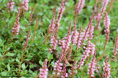 Bistorta vacciniifolia