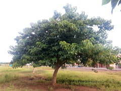Gmelina arborea